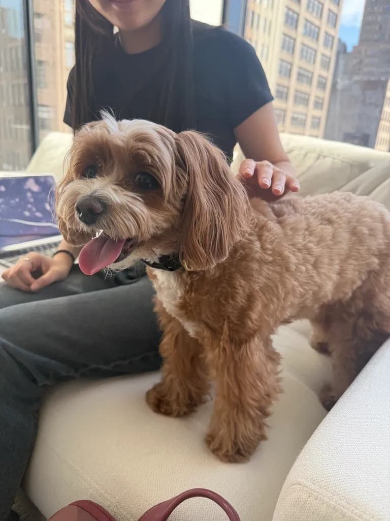 A small curly-haired brown office dog standing on a couch beside a team member, with city buildings through the window.
