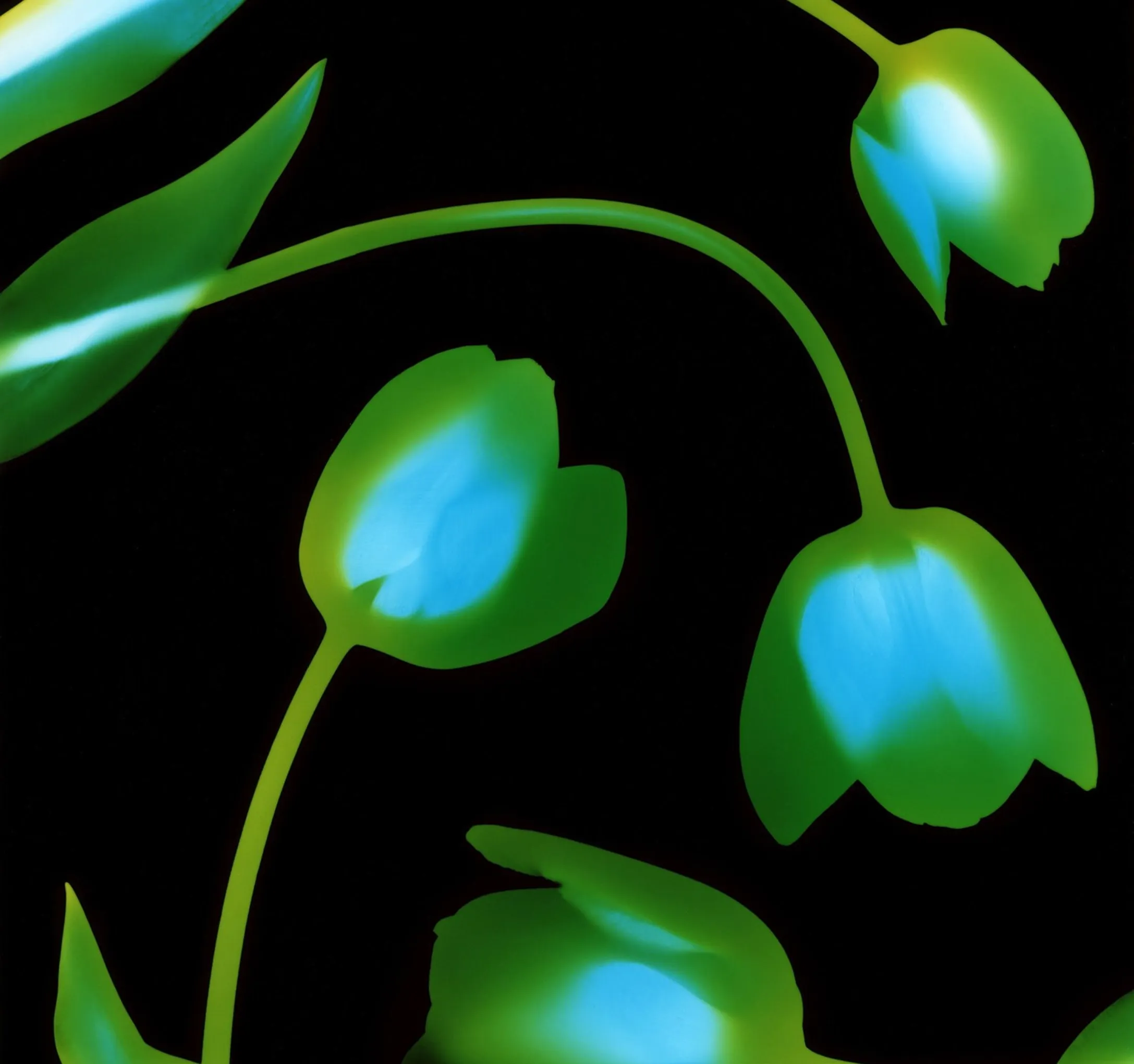Supporting color image with orange-led energy.