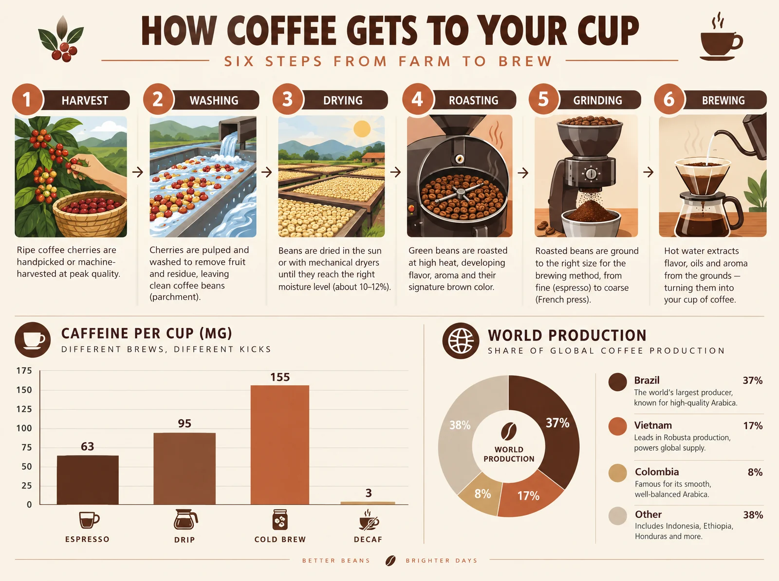 An infographic on how coffee gets to your cup: six steps from harvest to brewing, a caffeine chart and a production pie chart